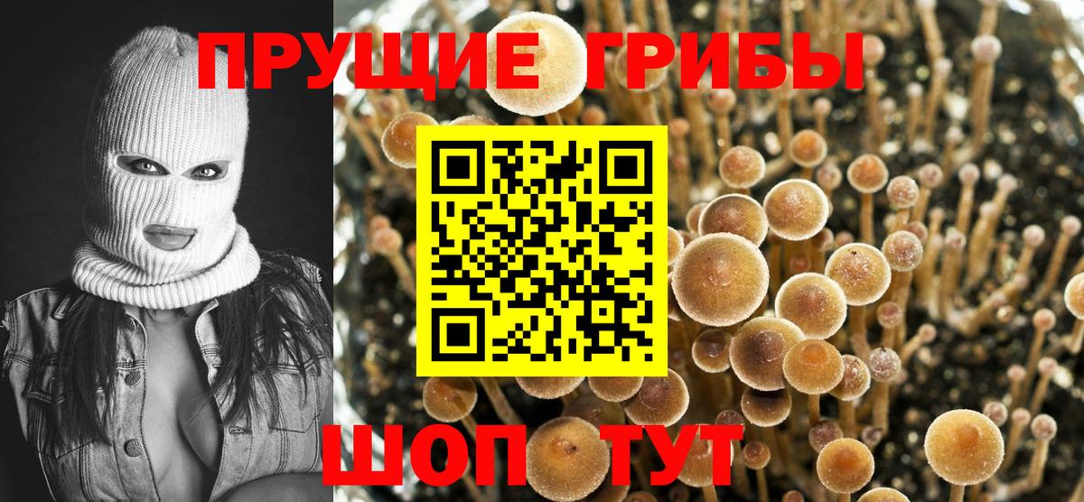 как найти наркотики  Вход с VPN  Воскресенск  Галлюциногенные грибы GOLDEN TEACHER  Псилоцибиновые грибы Psilocybe 